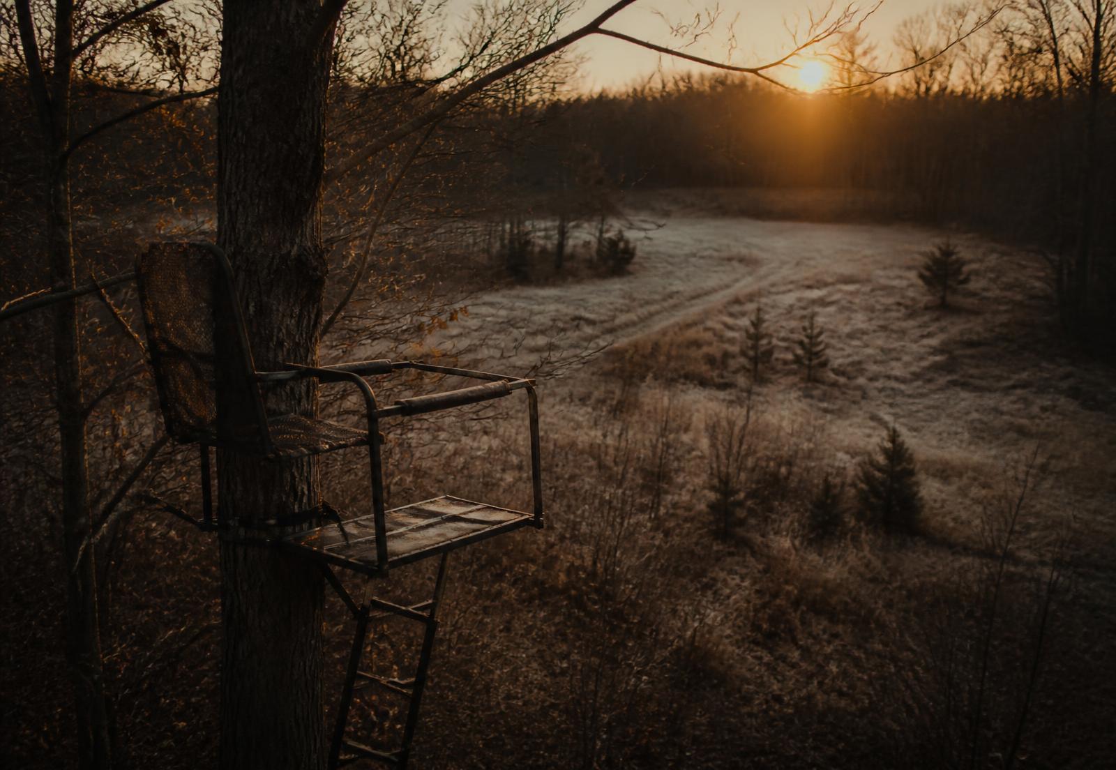 Deer stand at first light